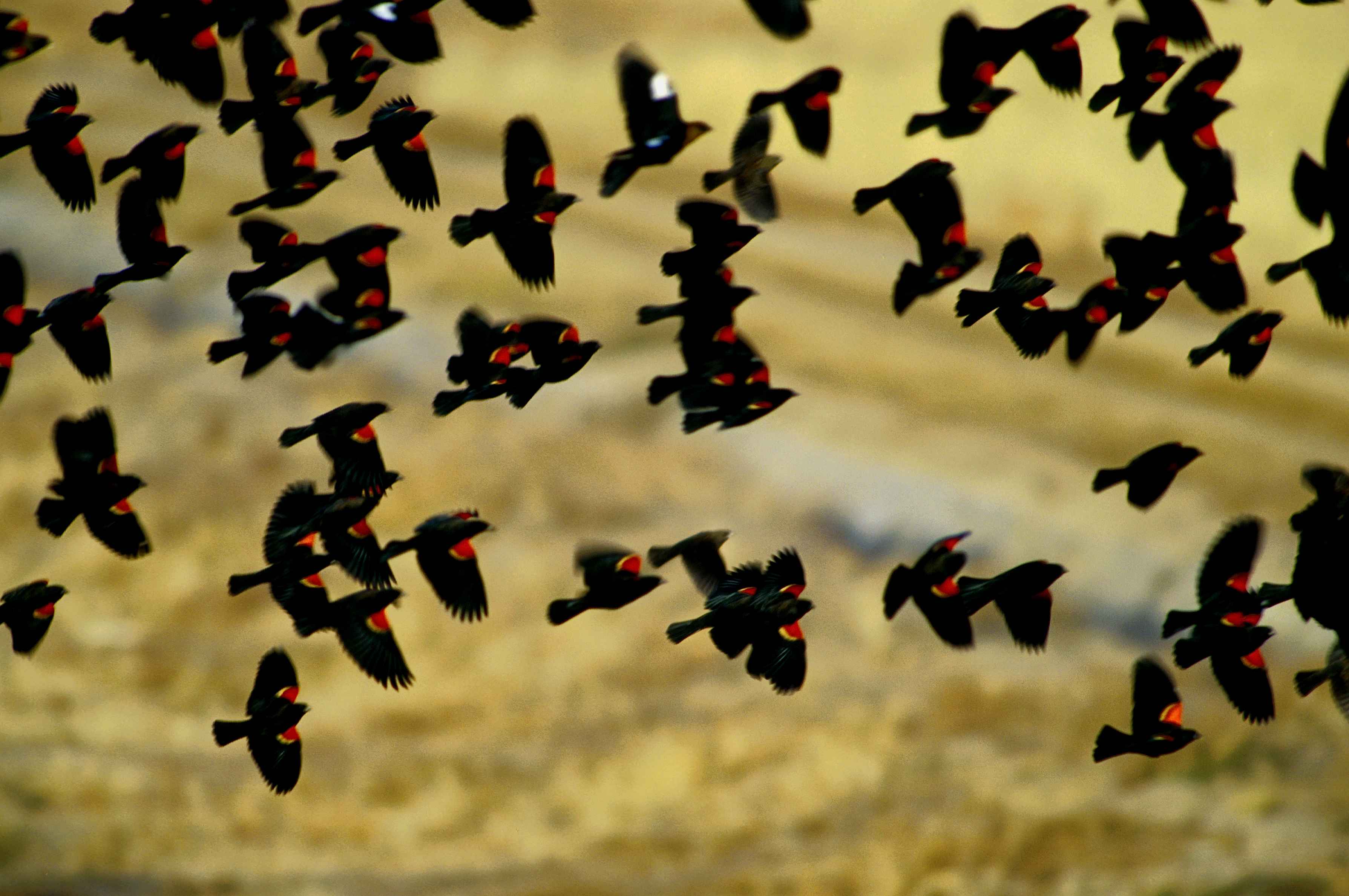 red-wing-blackbirds-flock-in-flight-agelaius-phoeniceus